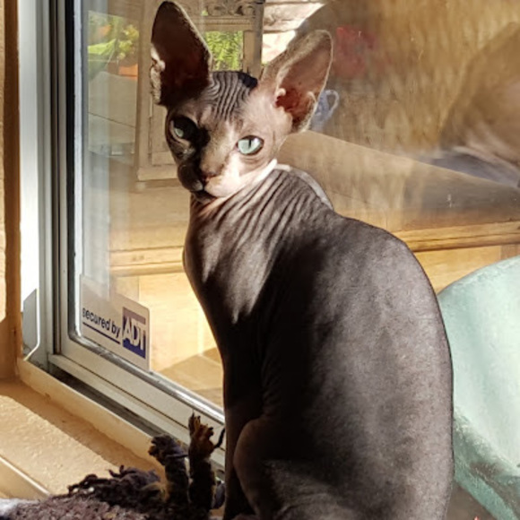 Meet your Posher, Lizanne - Picture 1 of 1